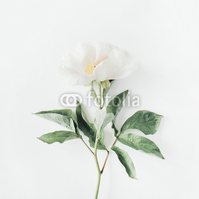 Постер Одинокий бежевый цветок пион на белом фоне  