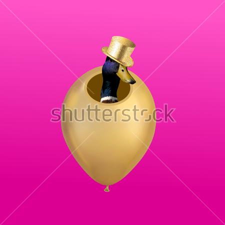 Картина Забавный коллаж с уткой в золотом цилиндре, выглядывающей из золотого воздушного шара на розовом фоне 