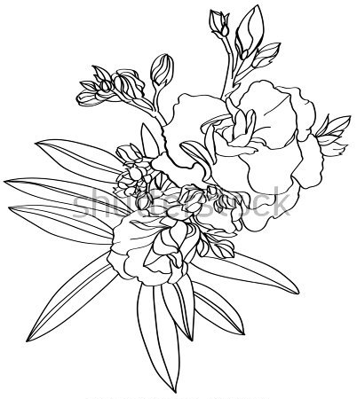 Картина Чёрно-белый рисунок цветов и бутонов олеандра 