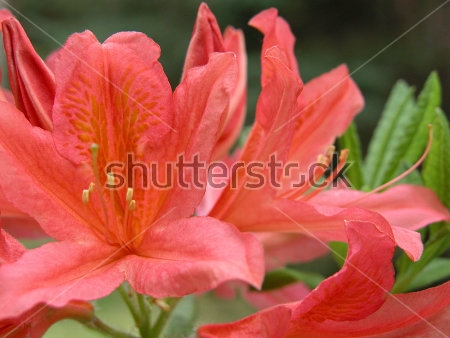 Картина Цветы красного рододендрона крупным планом 