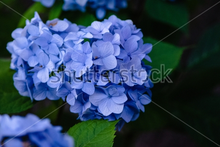 Картина Голубые цветы гортензии в саду 