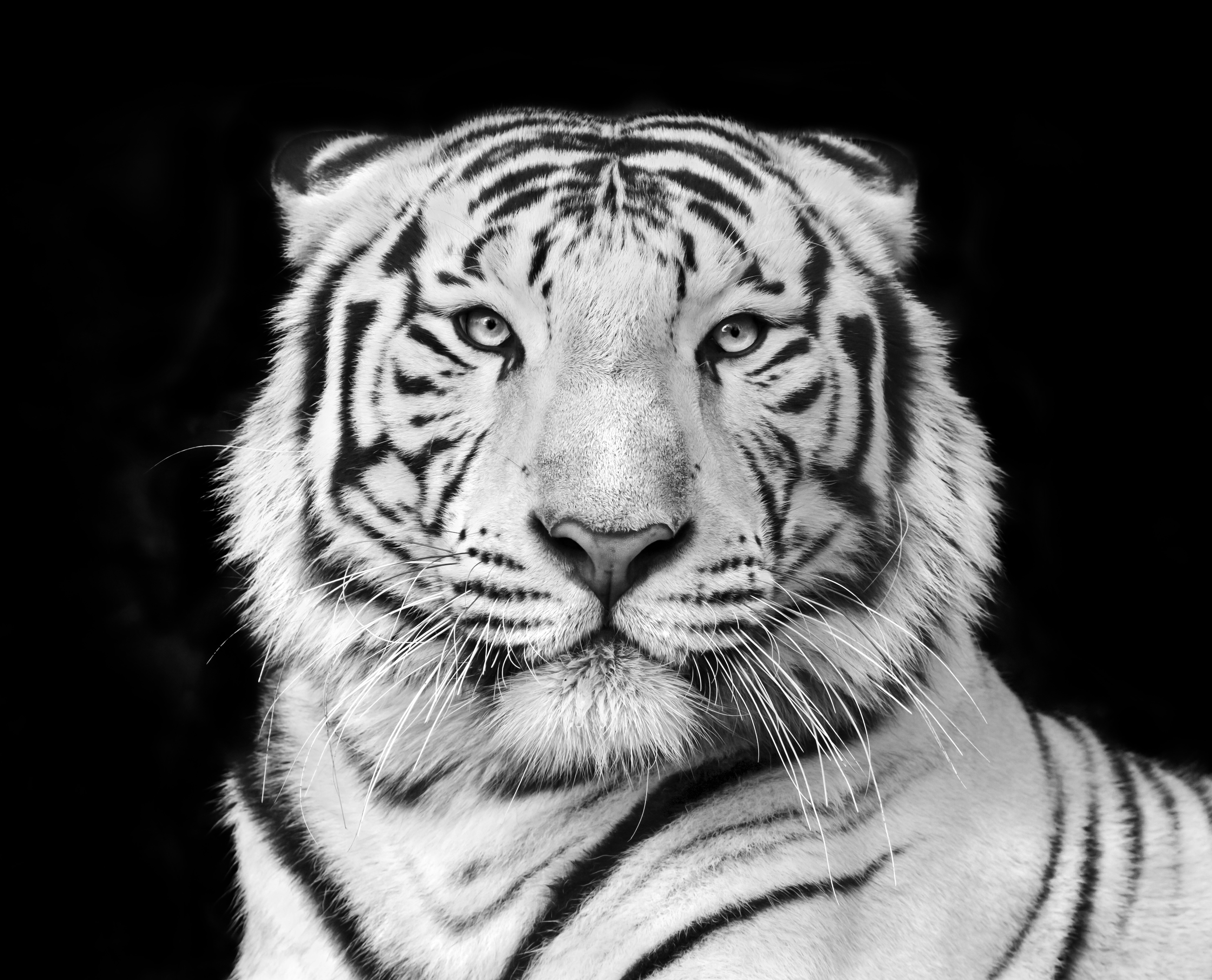 Картина Белый тигр 