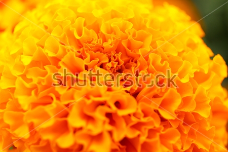 Картина Яркий оранжевый цветок бархатцев крупным планом 