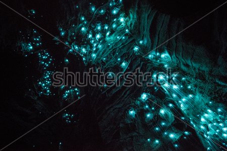 Постер Очень красивый неоновый свет, исходящий от светлячков, в знаменитой пещере Светлячков Вайтомо (Новая Зеландия)  