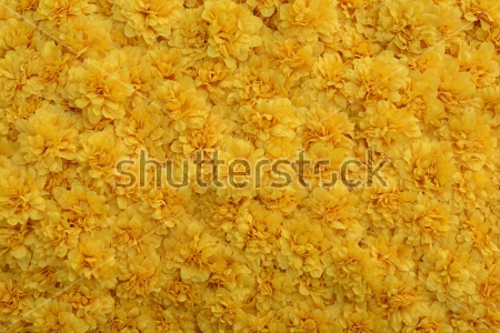 Картина Солнечный ковёр из жёлтых цветов бархатцев 