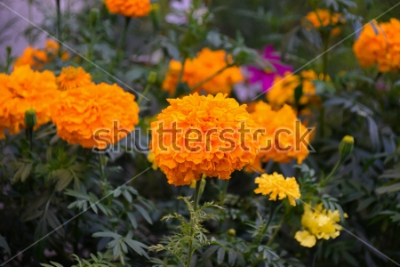 Картина Оранжевые цветы бархатцев крупным планом 