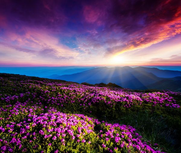 Картина Цветы в горах на закате (Flowers in the mountains at sunset) 