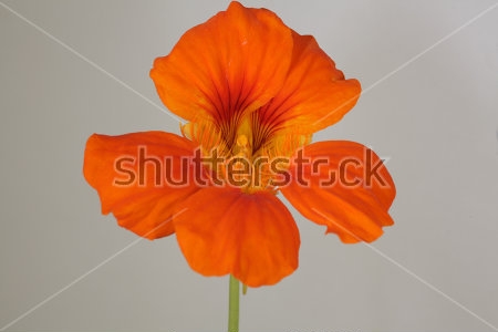 Картина Красивый оранжевый цветок настурции крупным планомнаст 