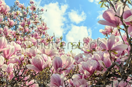 Картина Прекрасное цветущее дерево розовой магнолии 