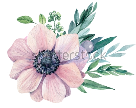 Картина Ботаническая акварельная иллюстрация нежно-розового цветами анемоны на белом фоне 