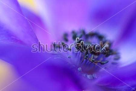 Картина маслом Макросъёмка нежного фиолетового цветка анемоны 