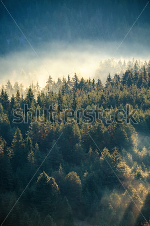 Постер Туманный сосновый лес на горном склоне в природном заповеднике  
