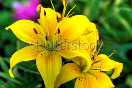 Картина Яркие цветы жёлтой лилии крупным планом 