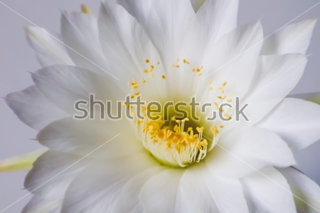 Картина Прекрасный белый цветок эхинопсиса крупным планом 