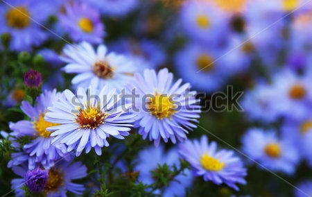 Картина Нежно-голубые астры в цветочном саду 
