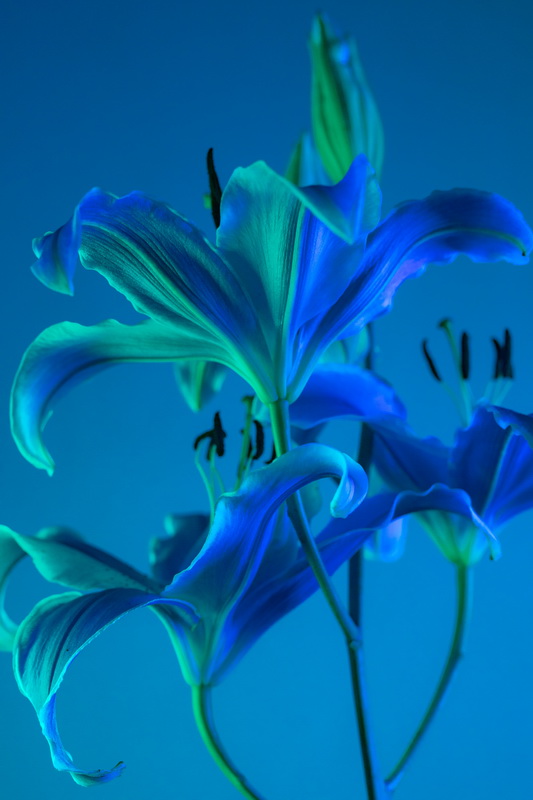 Голубая лилия и «лилейное дерево»: миф и реальность