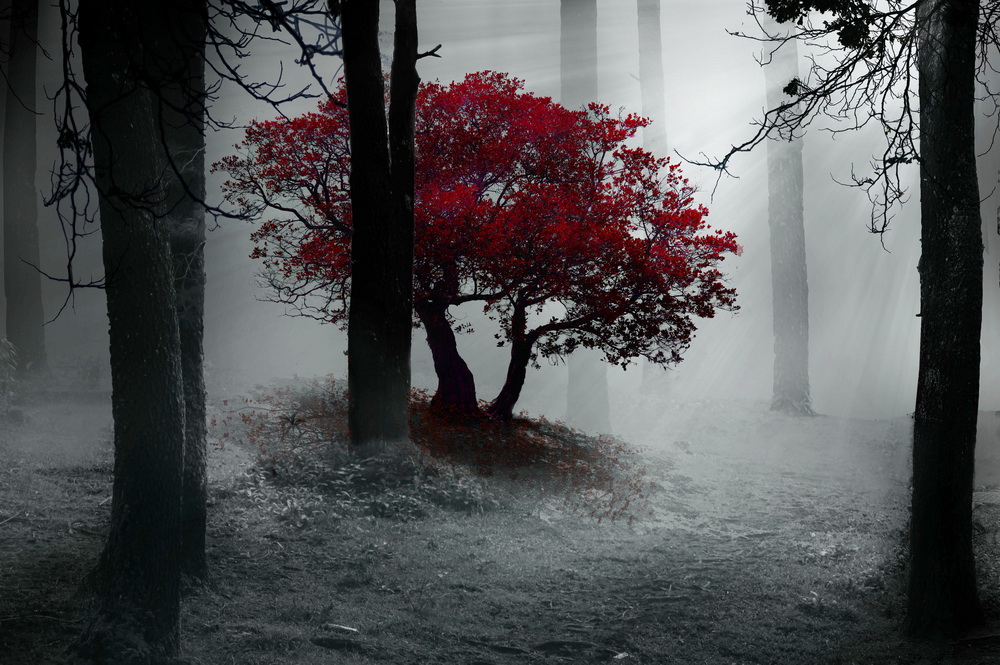 Постер Красное дерево в темном лесу  