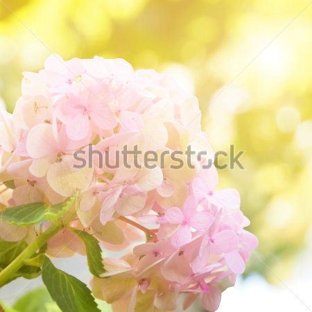 Картина Розовые цветы гортензии на мягком золотистом фоне солнечных лучей  