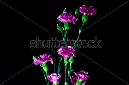 Картина Фиолетовые гвоздики на чёрном фоне 