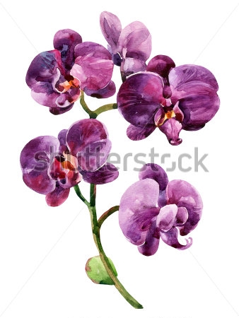 Картина Акварельный рисунок ветки пышных фиолетовых цветов орхидеи 