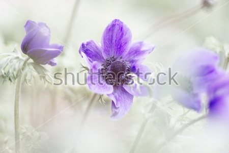 Картина Фиолетовые цветки анемон 