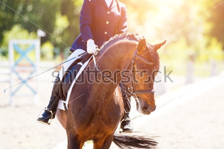 Картина маслом Всадник с конём на соревнованиях по спортивной выездке 