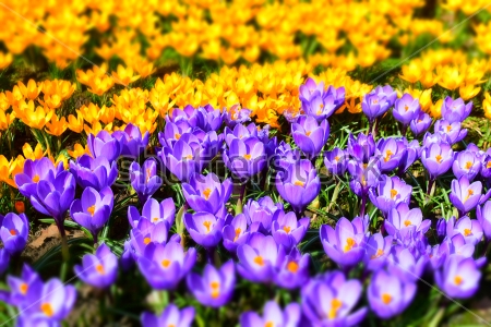 Картина Красивая поляна с жёлтыми и фиолетовыми крокусами 