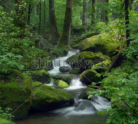 Постер Каскадный водопад в дремучем лесу  