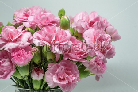 Картина Красивый букет розовых гвоздик 