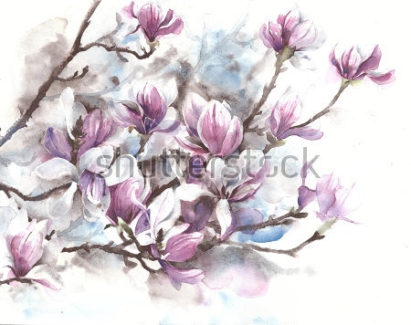 Картина Акварельный рисунок цветущего дерева розовой магнолии 