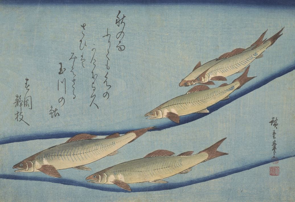 Картина Форель (1832-1833) (Trout (ai) with inscription) Утагава Хиросигэ