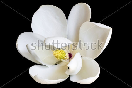 Картина Белый цветок магнолии на чёрном фоне 