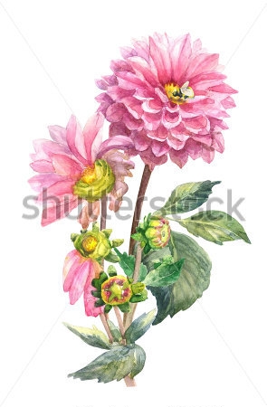 Картина Акварельный рисунок красивого розового георгина с бутонами и пчелой 