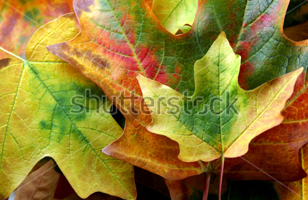 Фото Осенних Кленовых Листьев