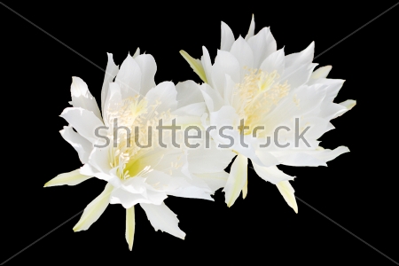 Картина Белые цветы эхинопсиса на чёрном фоне 