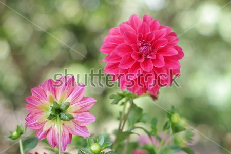 Картина Розовые георгины в саду 