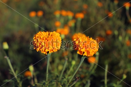 Картина Два цветка оранжевых бархатцев крупным планом на фоне цветущей поляны 