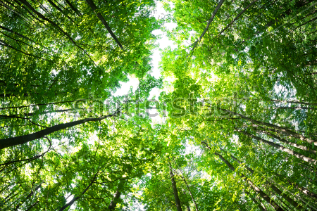 Постер Прекрасный круговой ракурс снизу на высокие деревья в лесу  