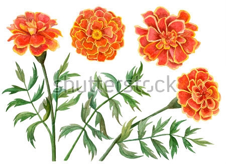 Картина Яркая иллюстрация оранжевых цветов бархатцев на белом фоне 