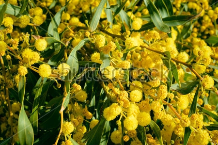 Картина Ветви жёлтой мимозы с крупными соцветиями 