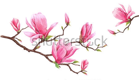 Картина Акварельный рисунок цветущей ветки розовой магнолии 