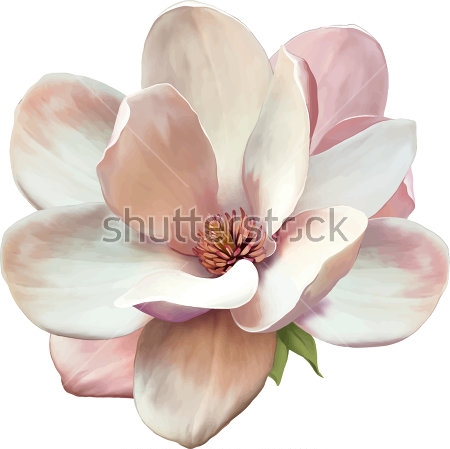 Картина Нежно-розовый цветок магнолии на белом фоне 