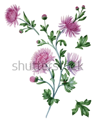 Картина Красивая иллюстрация с веткой цветущей розовой хризантемы 