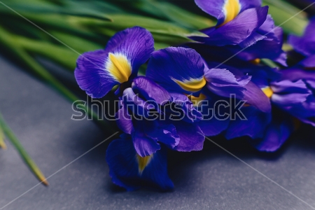 Картина Красивые синие цветы ириса с яркими жёлтыми пятнами на сером фоне 