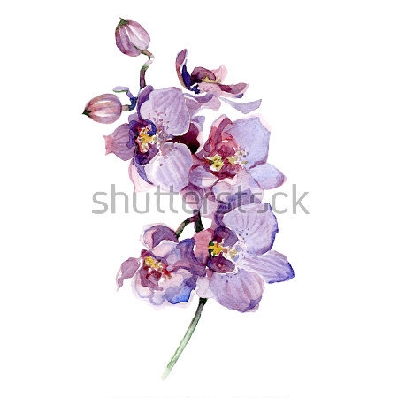 Картина Акварельный рисунок ветки нежной сиреневой орхидеи на белом фоне 