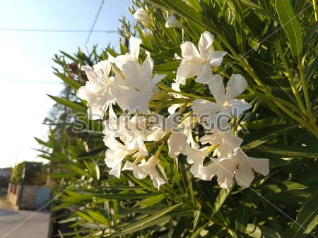 Картина Белые цветы олеандра 