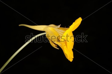 Картина Жёлтый цветок настурции на чёрном фоне - макросъёмка 