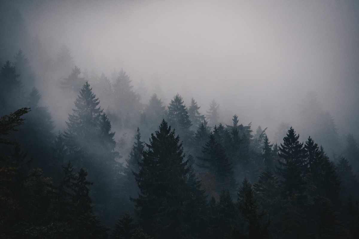 Картина Лес в тумане 