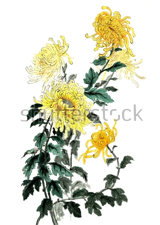 Картина Яркие жёлтые хризантемы на белом фоне 