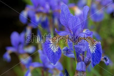 Картина Изящные голубые цветы сибирского ириса 